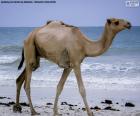 A beautiful Dromedary passing in side by the sea