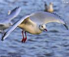 Seagull flying