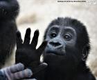 A small monkey playing with a girl through the glass