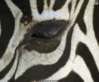 Image of the eye of a zebra. The zebras have an excellent sense of sight