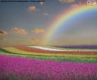 Spectacular field of flowers in spring, with clouds and the Rainbow in the background