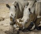 Puzzle, two large Rhinoceros eating