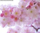 Beautiful image of various flowers of a Japanese cherry tree