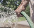 A gardener watering the plants with a hose