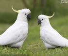 Sulphur-crested cockatoo