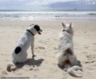 Two dogs on the beach watching the sea