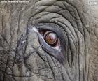 Elephants have very small eyes in comparison with its large size