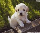 Shih-poo puppy