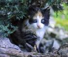 A nice kitten hidden under a tree
