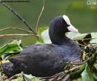 Coot common in their nest