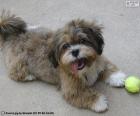 The Shih-poo is a small domestic dog