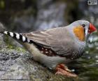 The zebra finch is a species of bird native to Australasia