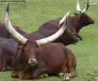 The Ankole-Watusi is a bovine breed native of Africa, famous for its enormous antlers