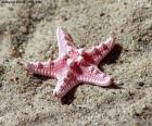 Beautiful starfish