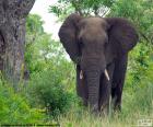 A large elephant on its territory an African forest