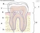 Human tooth