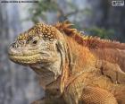 The Galapagos land iguana is one of the emblematic reptiles of the Galapagos Islands