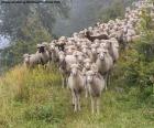 Sheep herd