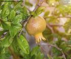 The pomegranate in the tree