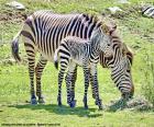 Baby zebra and her mother