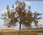 Apple trees