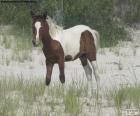 A young wild horse from Assateague Island, a 60km-long American island off the east coast of the states of Maryland and Virginia