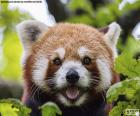 Red panda face