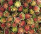 The fruits of rambutan, are born in clusters and have a juicy white pulp