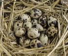 Quail eggs