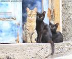 Three cats on the door step of an old house