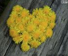 A beautiful heart made up of dandelion flowers