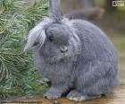 A pretty gray dwarf rabbit