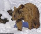 Brown bear on the snow