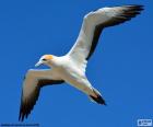 Northern gannet, flying