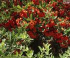 Scarlet firethorn or scarlet firethorn is a shrub and its fruits can be red, orange or yellow