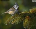 The European crested tit is a very common bird in the coniferous forests of central and northern Europe and in the deciduous forests of France and the Iberian Peninsula