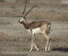 The blackbuck, also known as the Indian antelope, is an antelope found in India, Nepal, and Pakistan