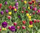 Tulips in spring