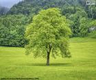 A pretty solitary tree in the middle of a green meadow