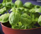 Basil is an aromatic herb ... frequently used in Mediterranean cuisine; you can eat fresh or dried to season both salads, vegetable soups