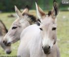 The donkey's head is very similar to those of horses but with much larger ears