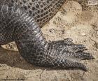 Crocodile's foot