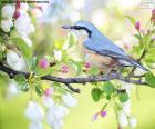 A pretty sky blue bird in spring