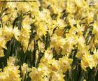 A beautiful field of Narcissus