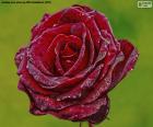 Red Rose