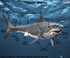 The white shark is a species that inhabits the various oceans and temperate seas of the planet