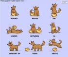 The prepositions of the place