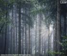 A dense forest of tall trees