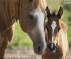 The face of a mare and a colt