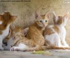 Group of cute, tender kittens by a wall